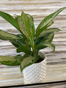 SILVER CHINESE EVERGREEN 6"
