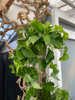 Load image into Gallery viewer, HANGING GREEN POTHOS PLANT

