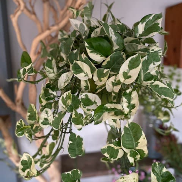 VARIEGATED HANGING POTHOS PLANT