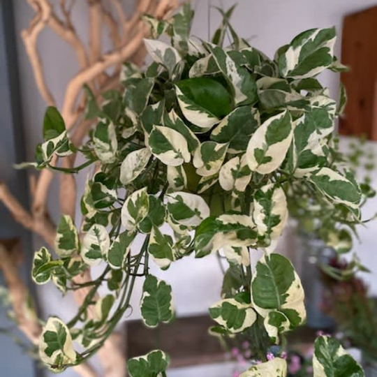VARIEGATED HANGING POTHOS PLANT
