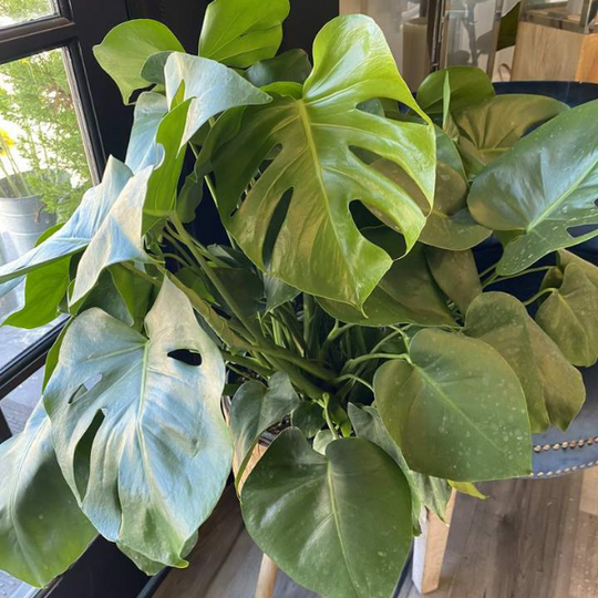 MONSTERA PLANT