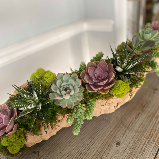 GRAND SUCCULENT DISPLAY