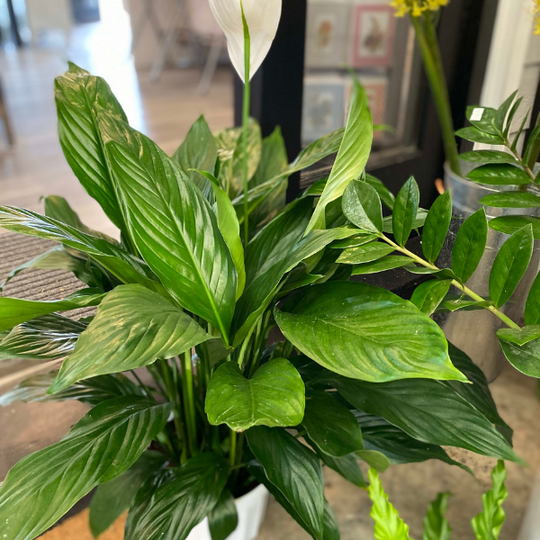 8" PEACE LILY PLANT INDOOR