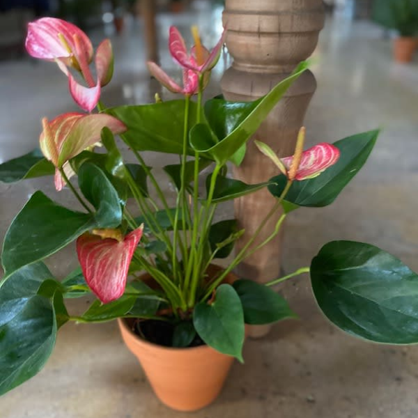 anthurium pink flowers ANTHURIUM PLANT – Devynn's Garden