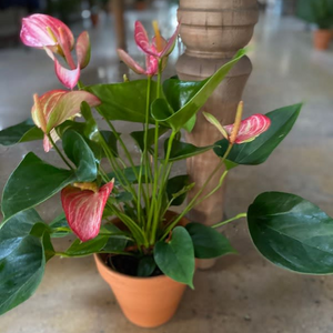anthurium house plants ANTHURIUM PLANT – Devynn's Garden
