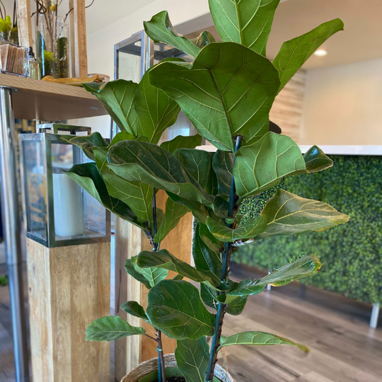 FIDDLE LEAF FIG