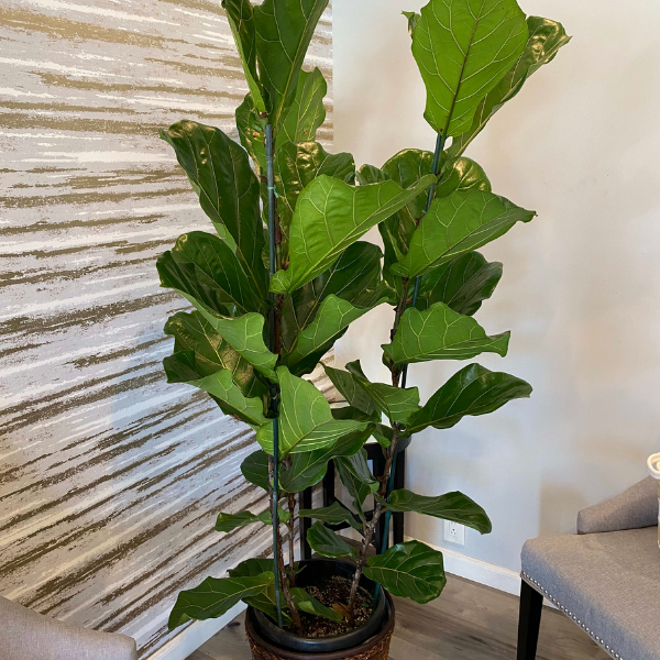 6 foot fiddle leaf fig tree FIDDLY FIG PLANT