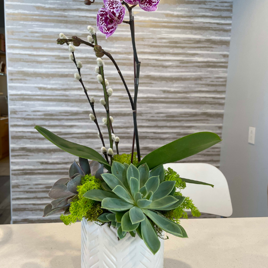 MINIATURE COLORED ORCHID