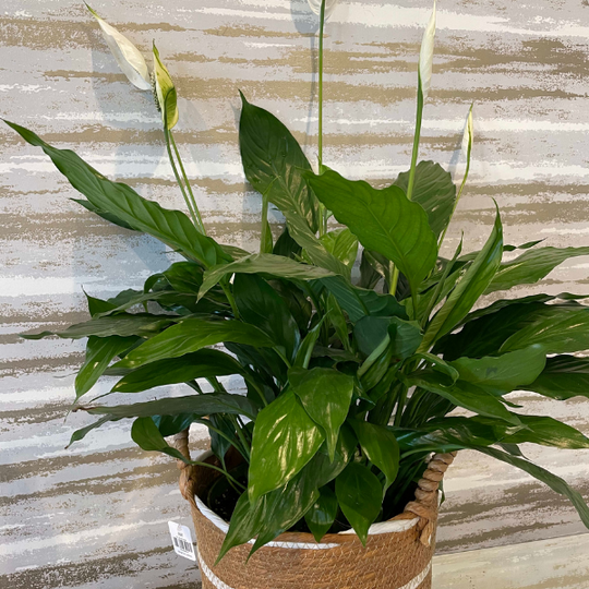 PEACE LILLY PLANT
