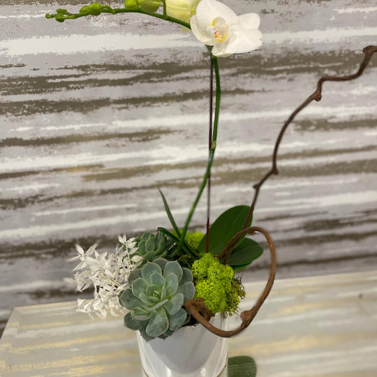 PRECIOUS ORCHID MINI