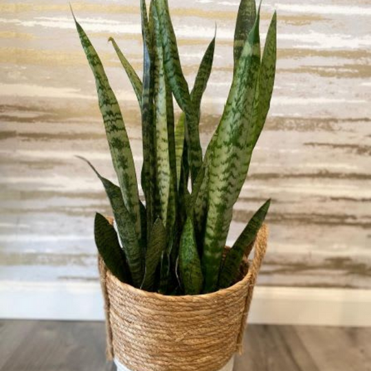 SNAKE PLANT