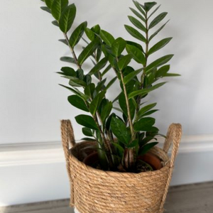 8 inch zz plant ZZ PLANT – Devynn's Garden