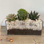 Load image into Gallery viewer, SPACE FOR SUCCULENTS
