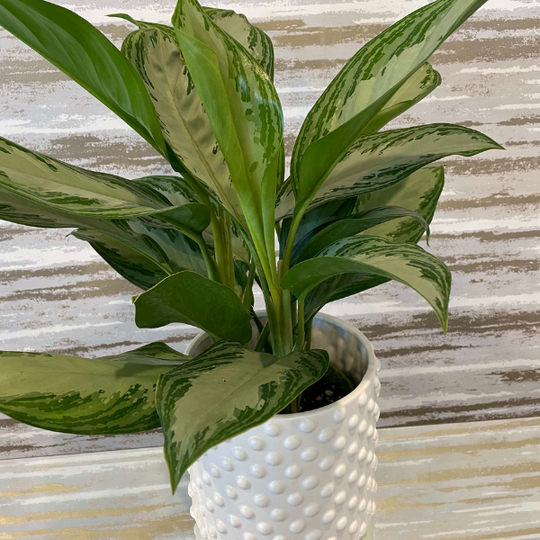 SILVER CHINESE EVERGREEN 6"