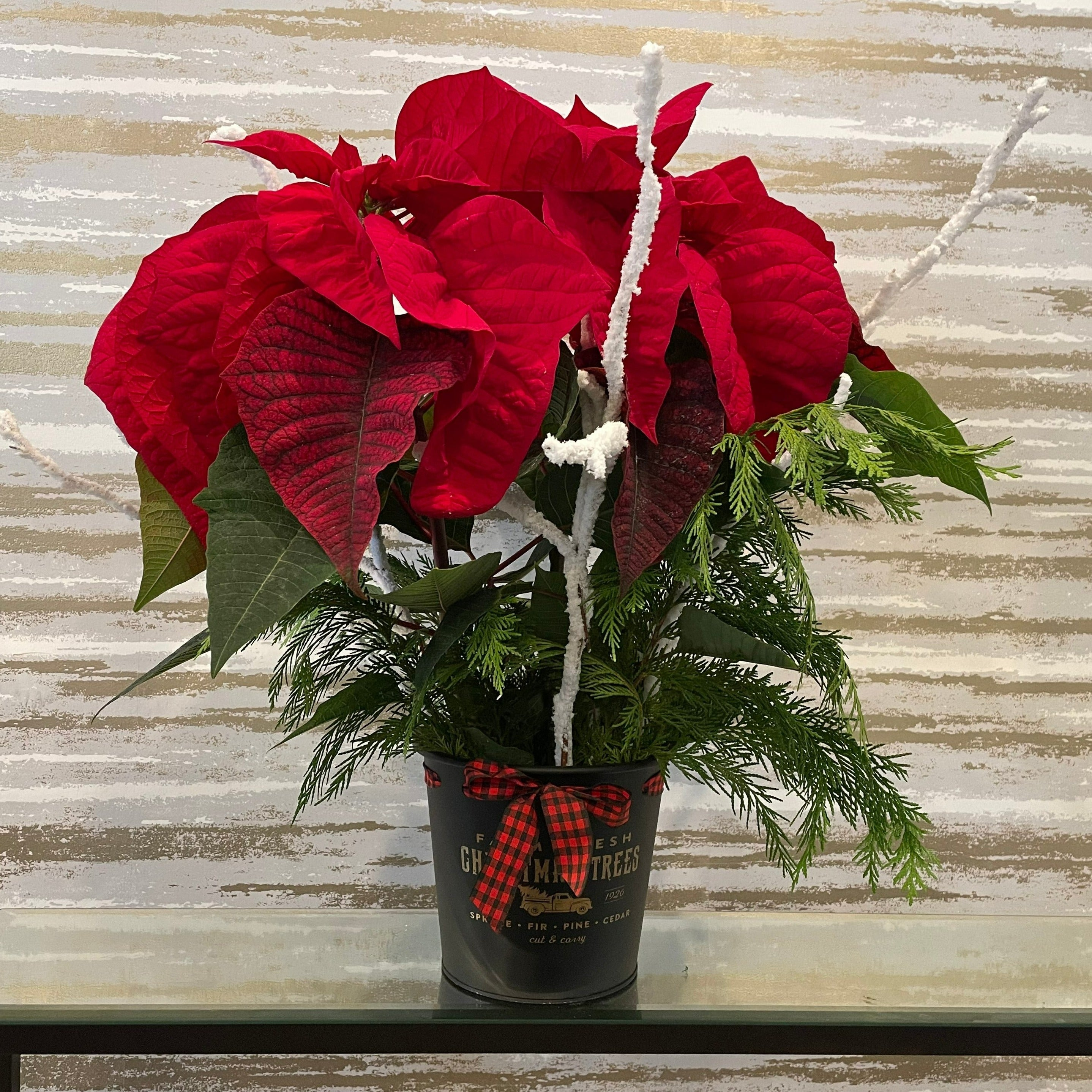 RUSTIC POINSETTIA PLANT 6" IN DECORATIVE HOLIDAY POT
