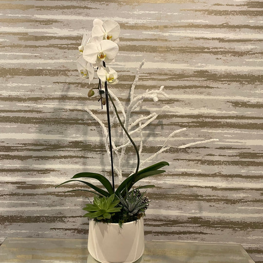 ELEGANT WHITE ORCHID