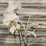 Load image into Gallery viewer, ELEGANT WHITE ORCHID
