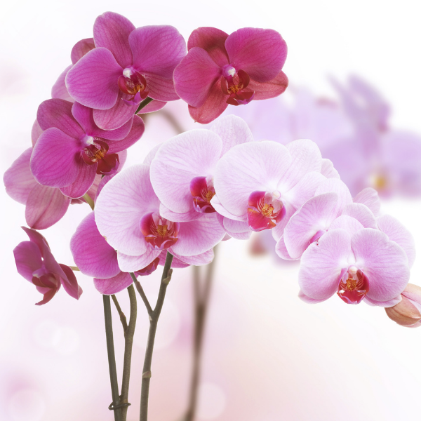 10 Purple Orchids flower bouquet freeshipping - Indiaflorist247