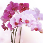 Load image into Gallery viewer, PREMIUM QUARTERLY ORCHID PLANT SUBSCRIPTION | 4X PER YEAR
