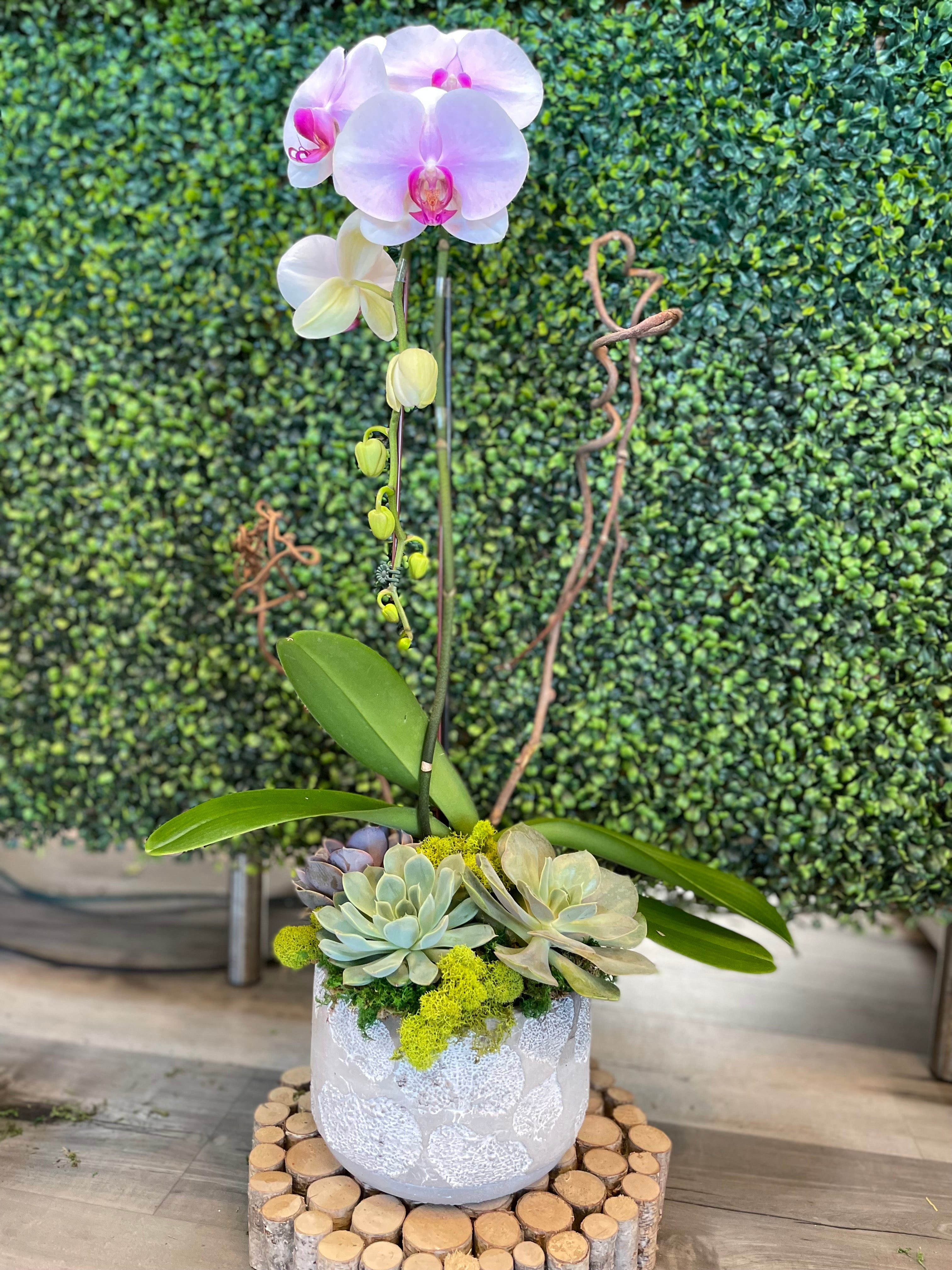 orchid succulent arrangements PREMIUM QUARTERLY ORCHID PLANT SUBSCRIPTION